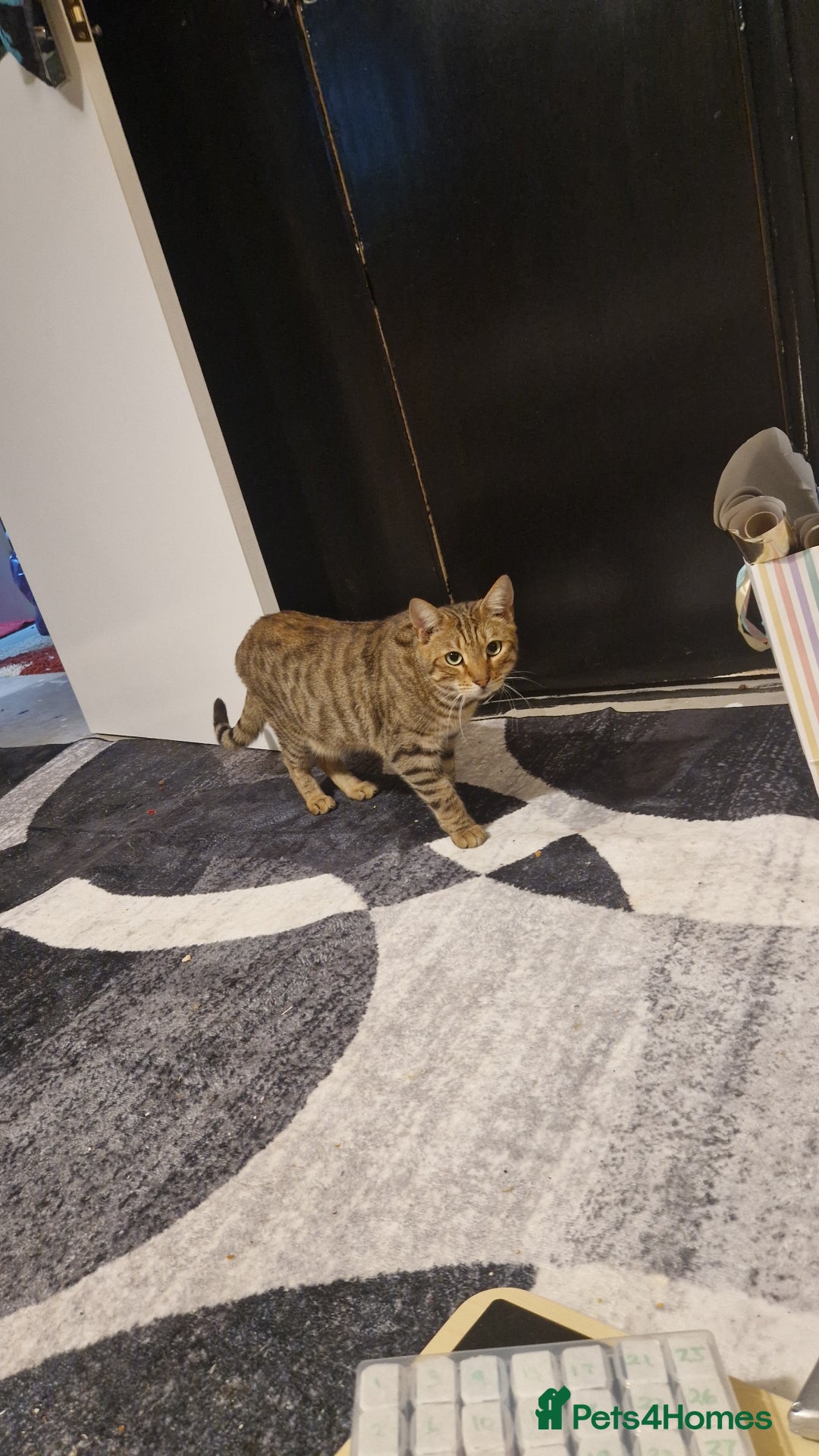 Mixed Breed cats for sale: Monster aged 2 - Advert 6