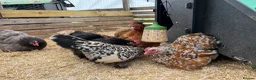 Chickens poultry for sale: Chicken Boarding, Hen Hotel, Chicken Holidays - Advert 4