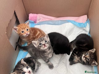 Domestic Shorthair cats - Advert 24