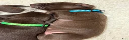 German Shorthaired Pointer dogs for sale: KC registered German Shorthaired Pointers - Advert 11