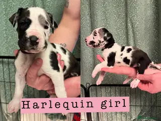 Great Dane dogs Kc reg Great Dane pups - Advert 1