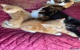 Mixed Breed cats for sale: Cute Adorable Kittens for Sale - Image 23