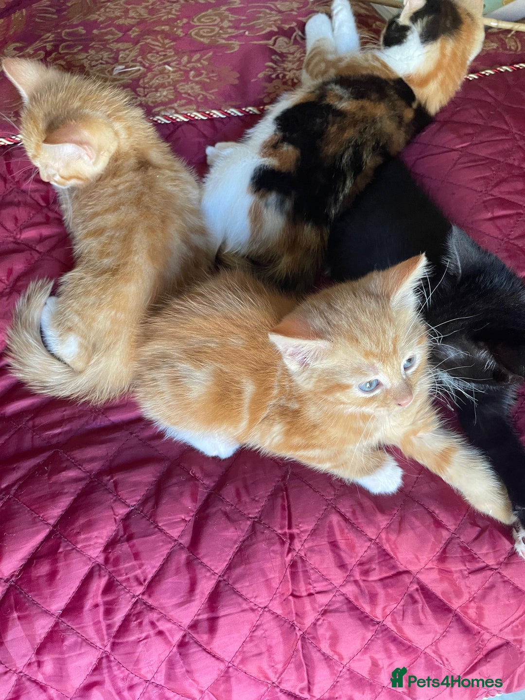 Mixed Breed cats for sale: Cute Adorable Kittens for Sale - Image 23