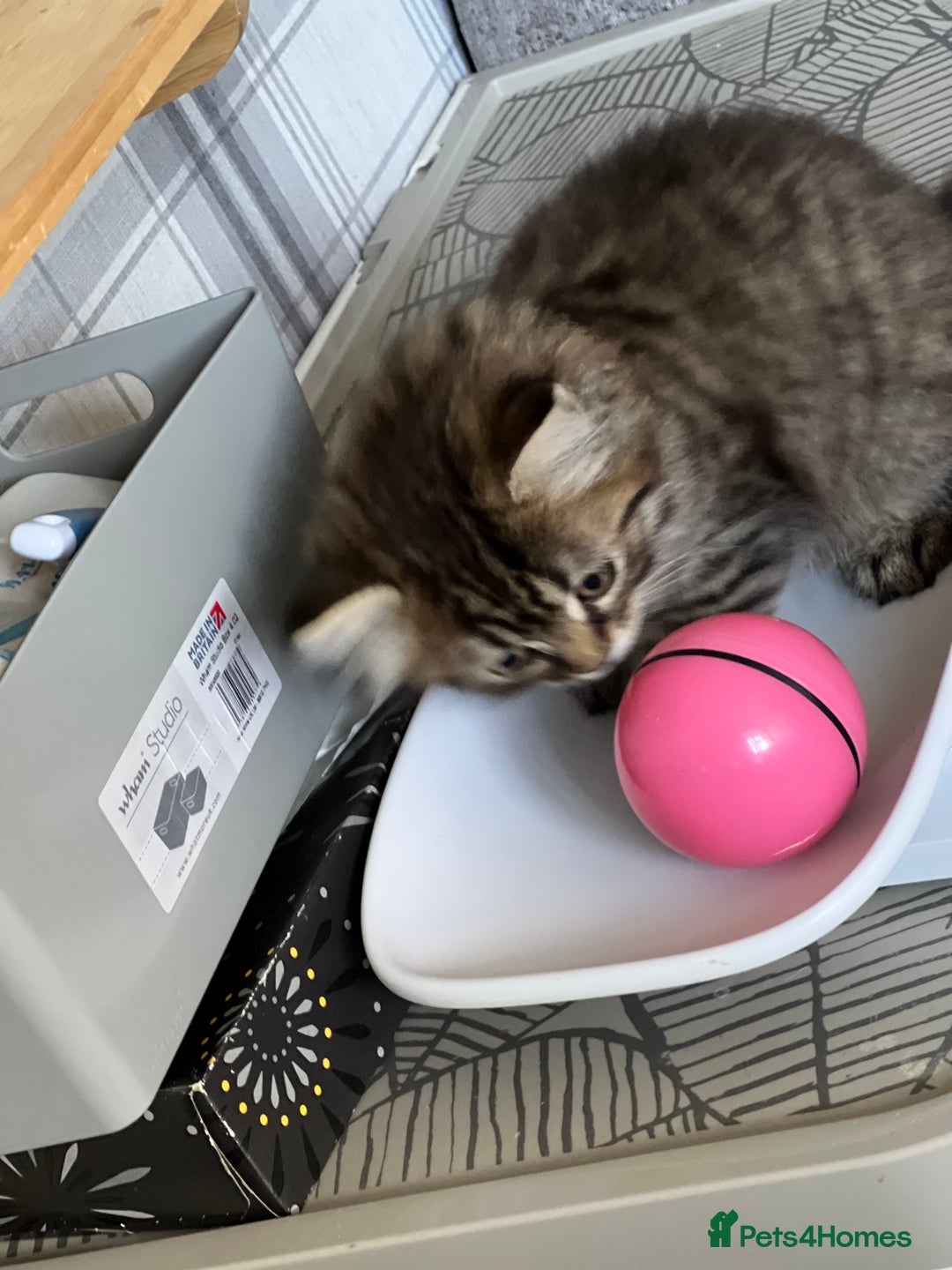 Persian cats for sale: Persian chinchilla kittens  - Image 16