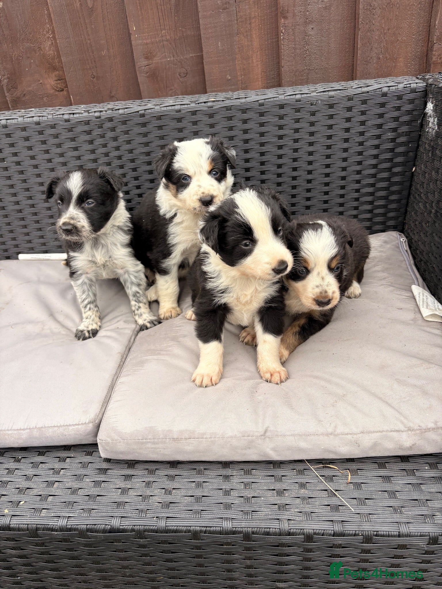 Border Collie dogs Gorgeous tri-coloured+black+white collie puppies  - Advert 2