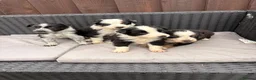 Border Collie dogs for sale: Gorgeous tri-coloured+black+white collie puppies  - Advert 2
