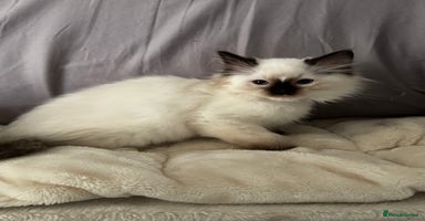 Ragdoll cats - Advert 6