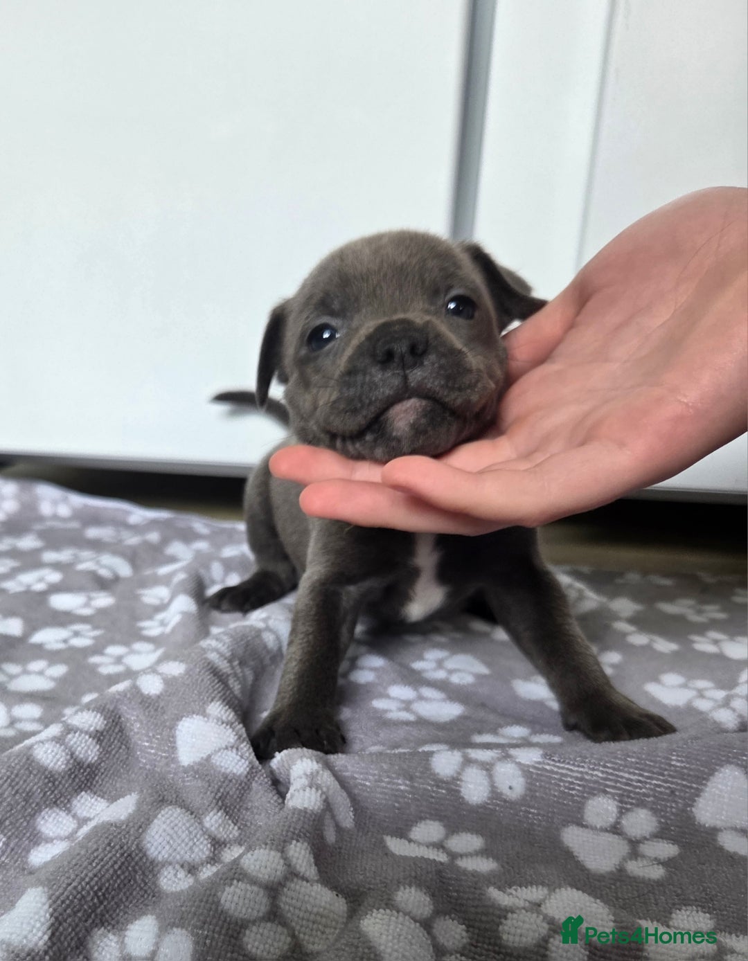 Staffordshire Bull Terrier dogs for sale: Reduced, remaining 2 KC Blue SBT - Image 6