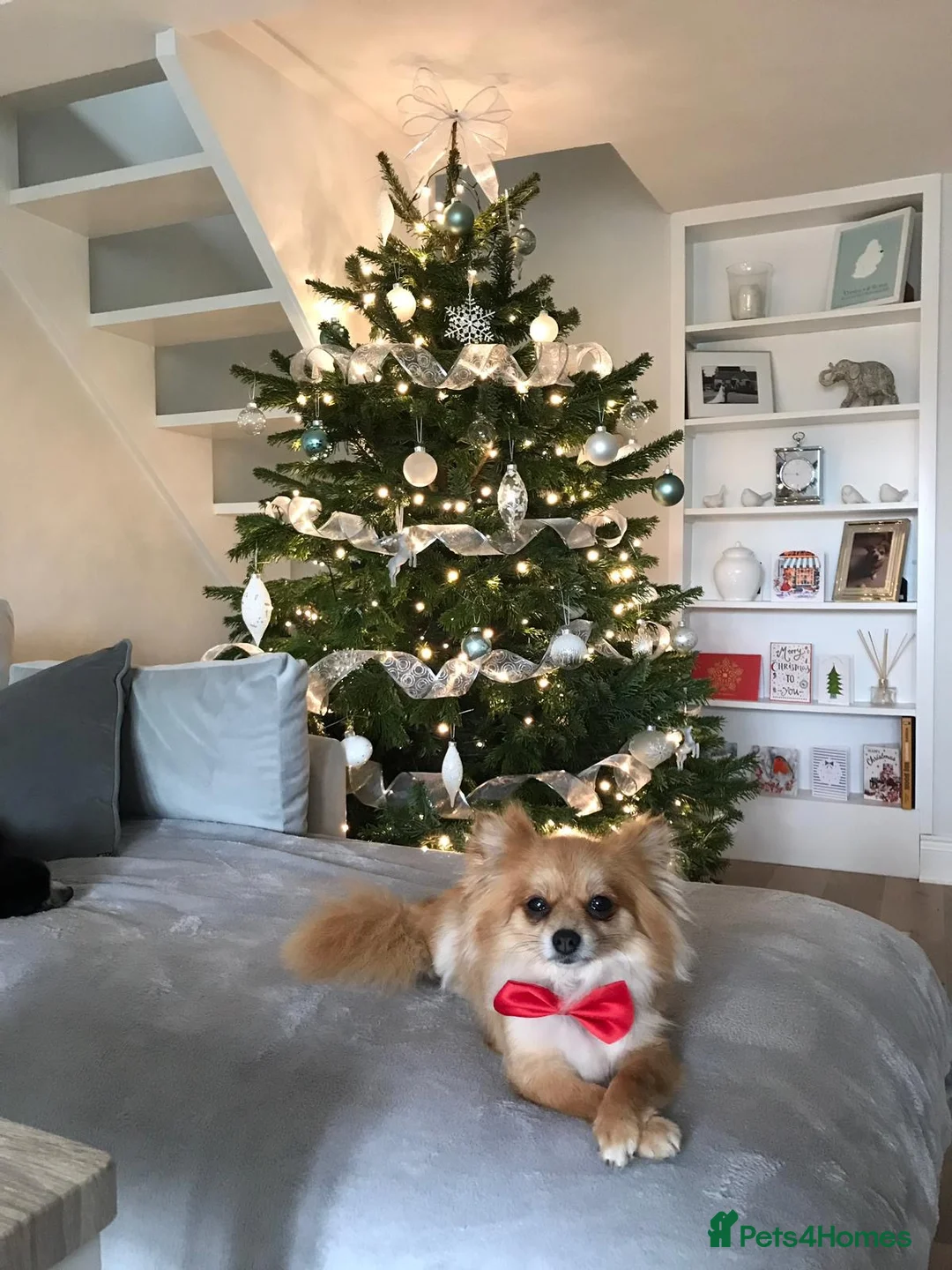 Pomeranian dogs for sale: 5 year old Pomeranian & 9 year old ponchi in Aylesbury - Advert 3