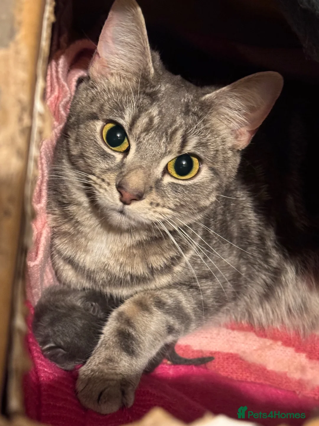 Mixed Breed cats for sale: Beautiful British Longhair × Nebelung  - Advert 1