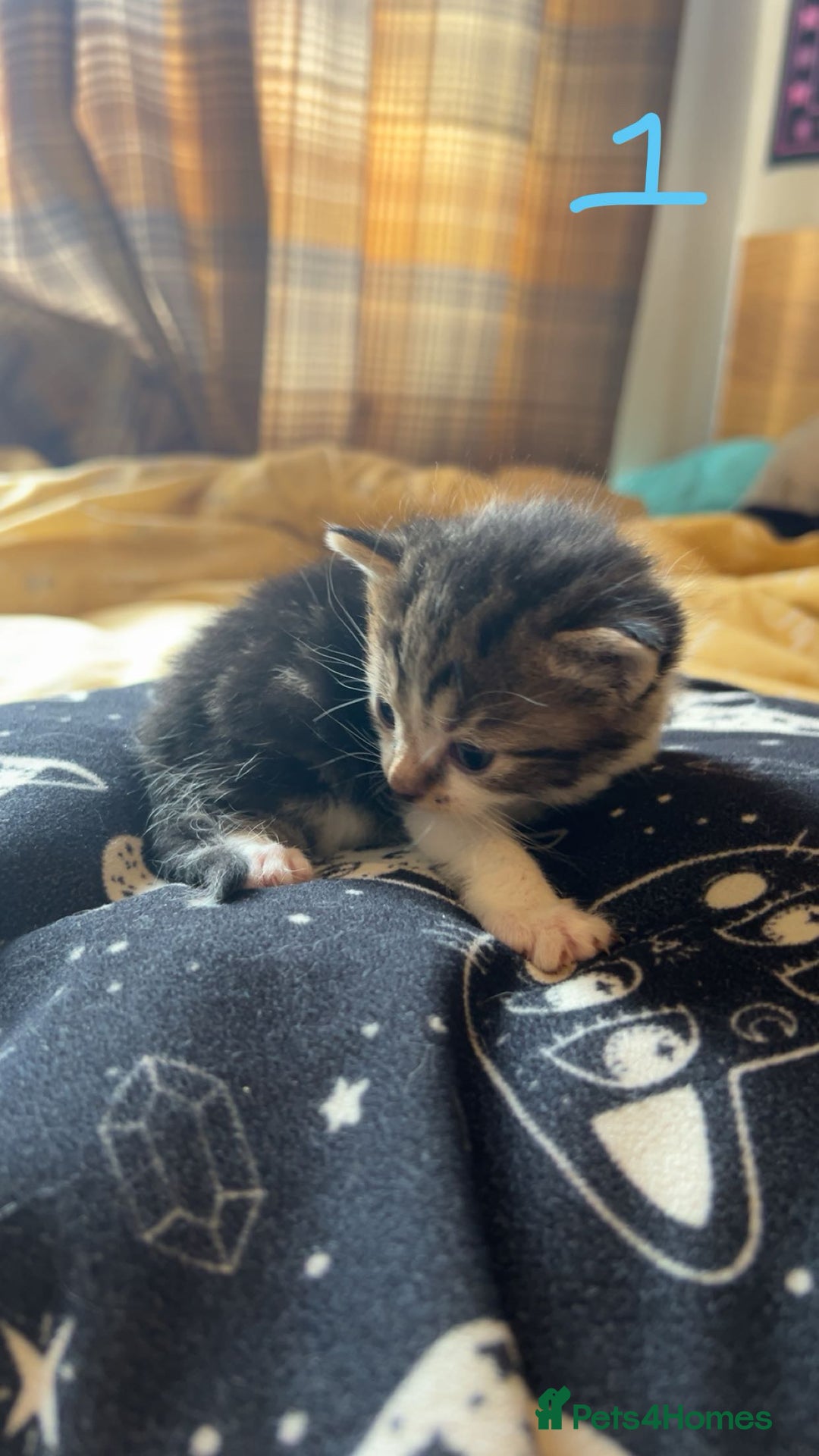 Maine Coon cats for sale: 1 GIRL / 5 BOYS - Image 19