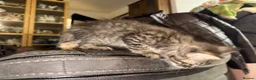 Maine Coon cats for sale: Stunning Maine Coon X Kittens Needing New Homes! - Advert 7
