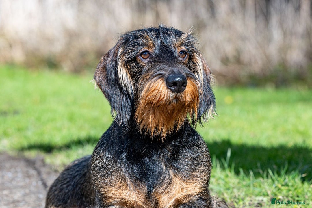 Dachshund dogs for sale: Wirehaired dachshund pending  - Image 4
