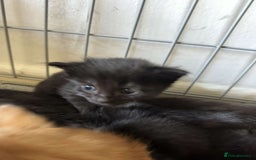 British Shorthair cats for sale: 6 beautiful kittens  - Image 8