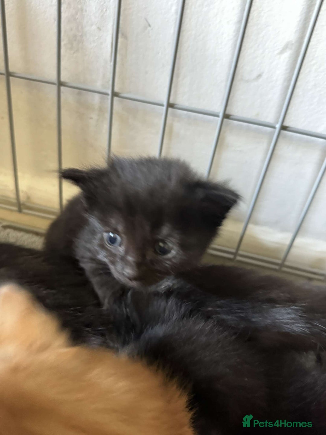 British Shorthair cats for sale: 6 beautiful kittens  - Image 8