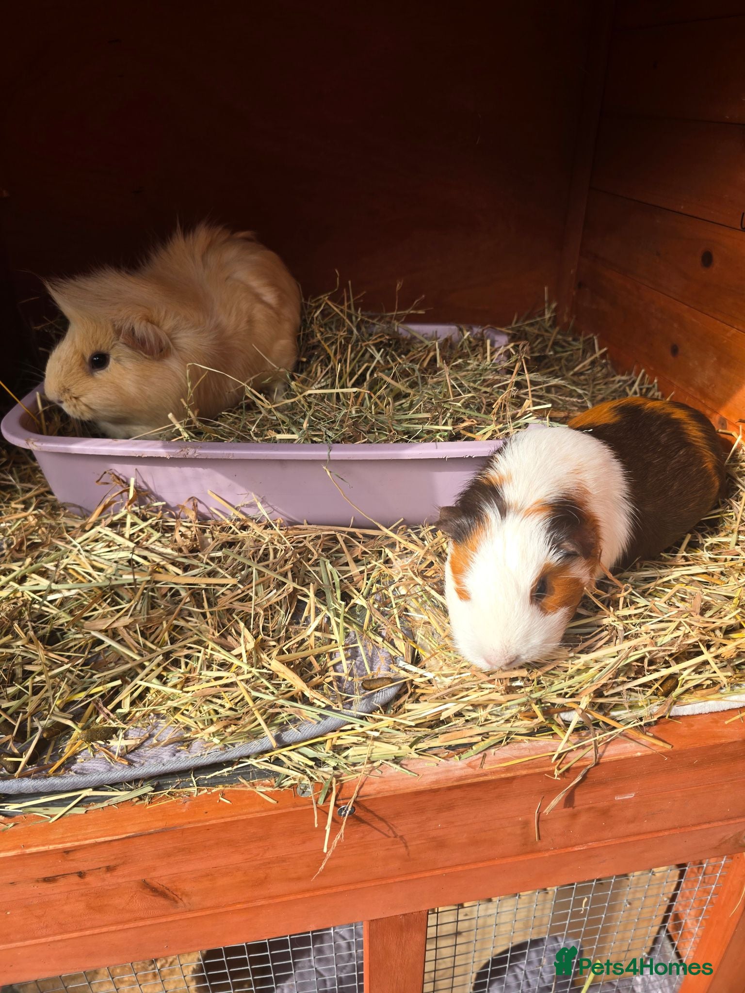Guinea Pig rodents 2 female Guinea pigs and hutch - Advert 1