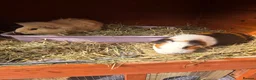 Guinea Pig rodents for sale: 2 female Guinea pigs and hutch - Advert 1