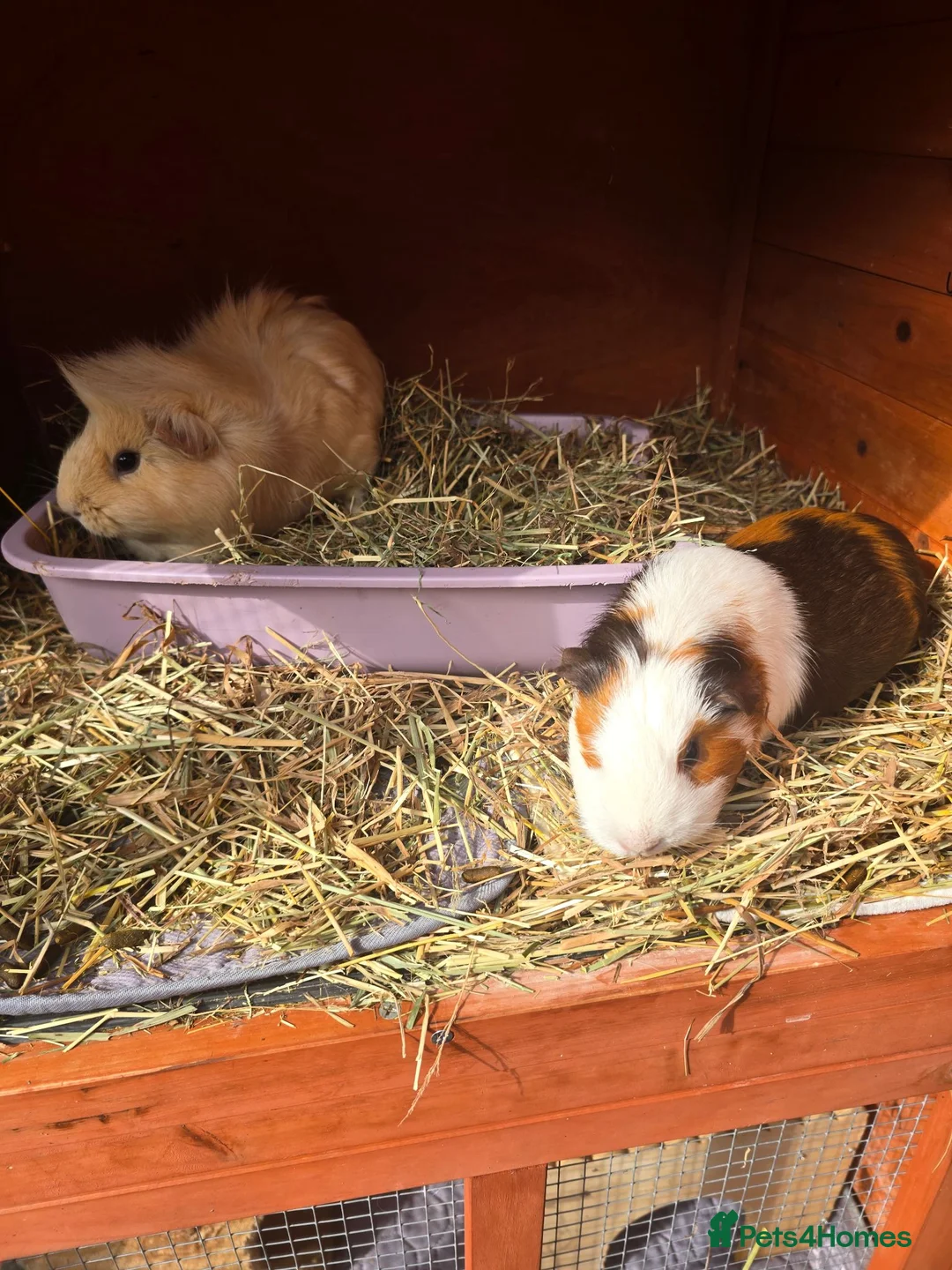 Guinea Pig rodents for sale: 2 female Guinea pigs and hutch - Advert 1