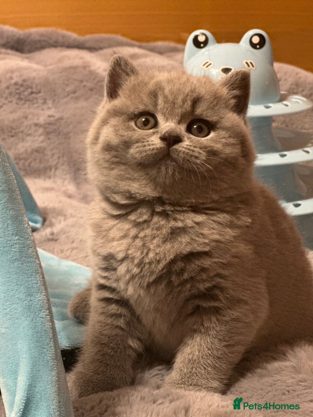 British Shorthair cats for sale: GCCF registered kitten  - Advert 22