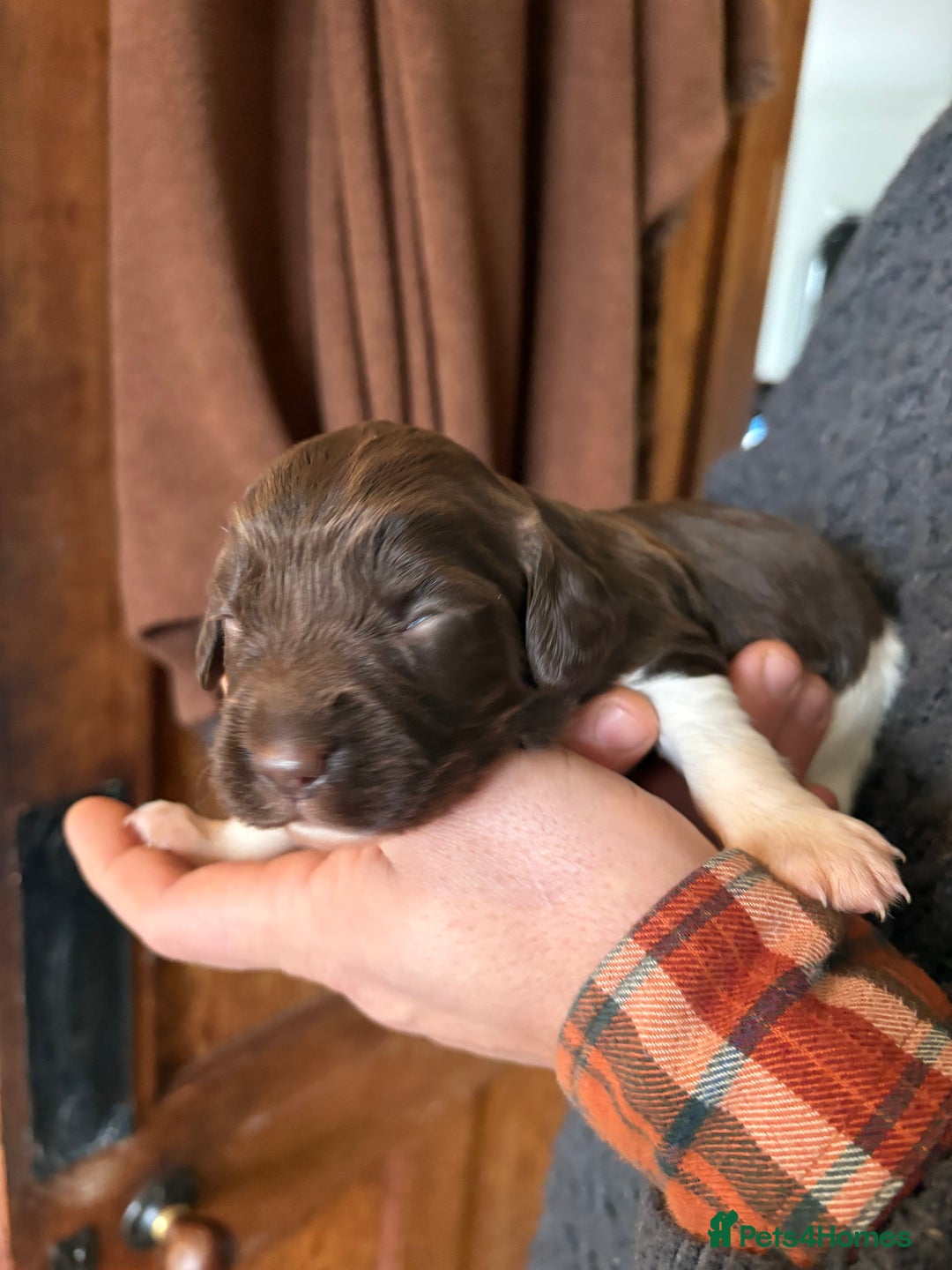 English Springer Spaniel dogs for sale: Beautiful litter of KC REG Puppies - Advert 23