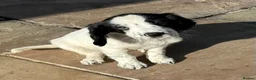 Sprocker dogs for sale: Confident sprockers  in Redruth - Advert 6