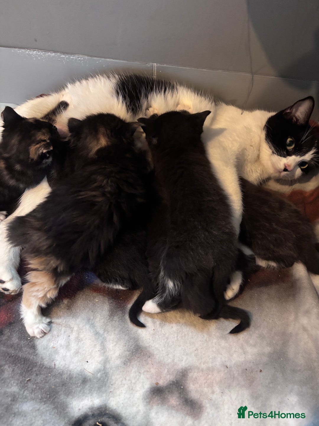 Ragdoll cats for sale: Ragdoll x bsh kittens - ready soon - Advert 9