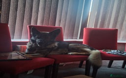 Mixed Breed dogs for sale: Jenson - Advert 4