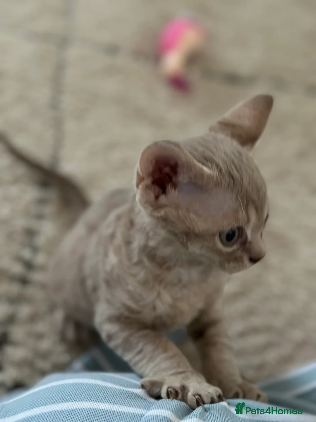 Devon Rex cats for sale: Devon  in London - Advert 5