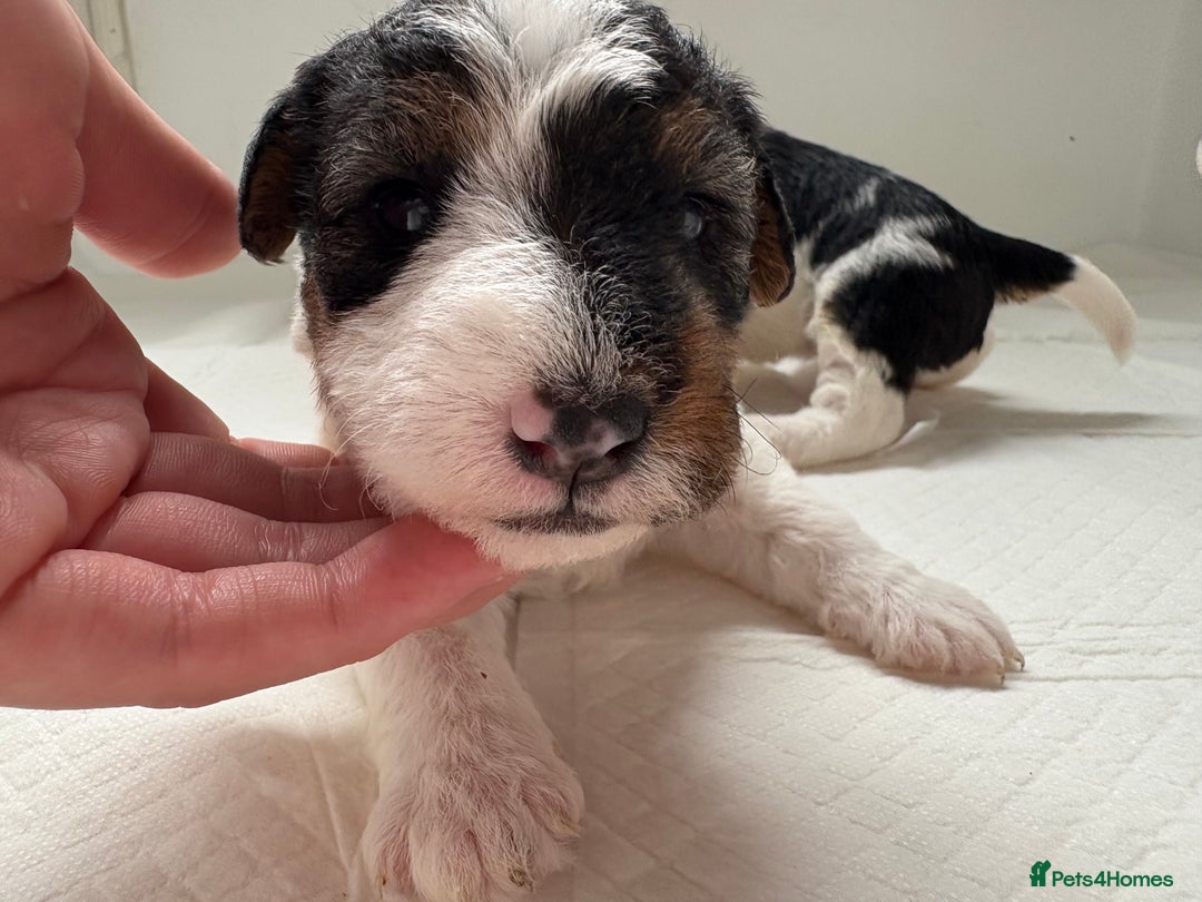 Fox Terrier dogs for sale: 🐾Darling fox terrier puppies 🐾 07513801786 - Image 9