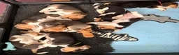 Beagle dogs for sale: Beagle – Beautiful Traditional Tri-Colour Beagles - Advert 12
