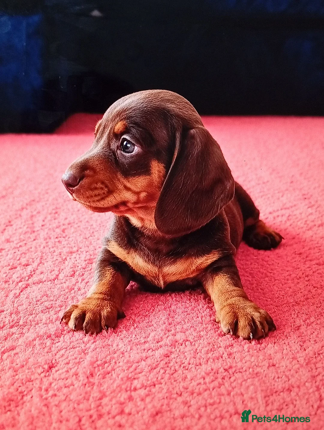 Miniature Dachshund dogs for sale: Stunning Miniature Dachshund Puppies - ready in Altrincham - Advert 2