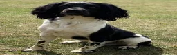 English Springer Spaniel dogs for sale: Fully health tested working springer spaniels  in Buckingham - Advert 20