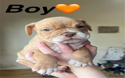 Mixed Breed dogs for sale: Olde Thyme English bulldog X New english bulldogs - Image 11