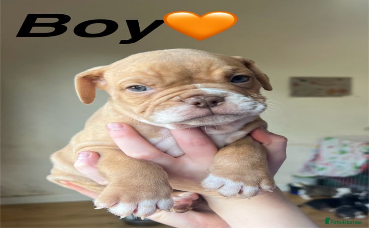 Mixed Breed dogs - Advert 1