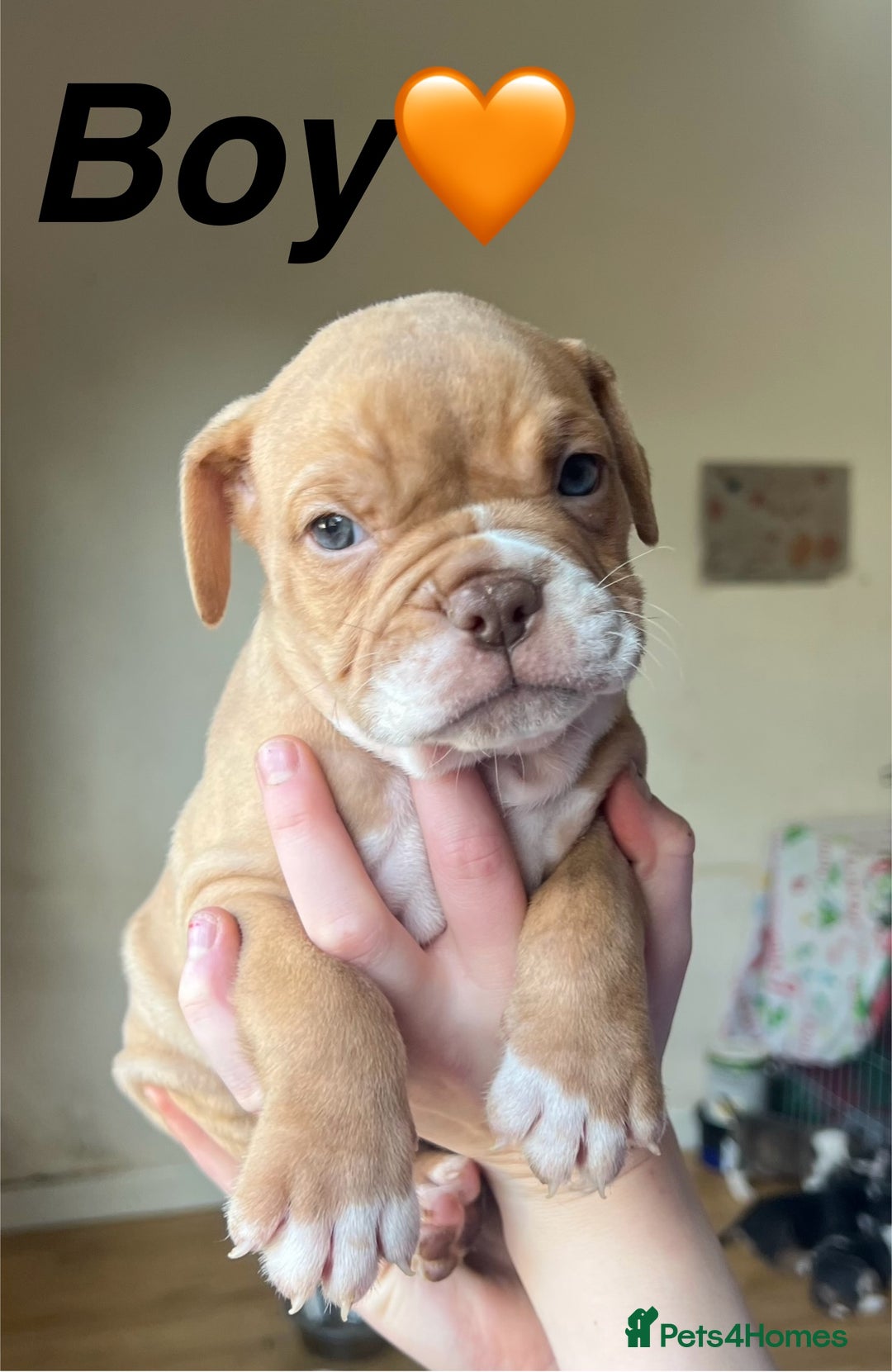 Mixed Breed dogs for sale: Olde Thyme English bulldog X New english bulldogs - Image 11