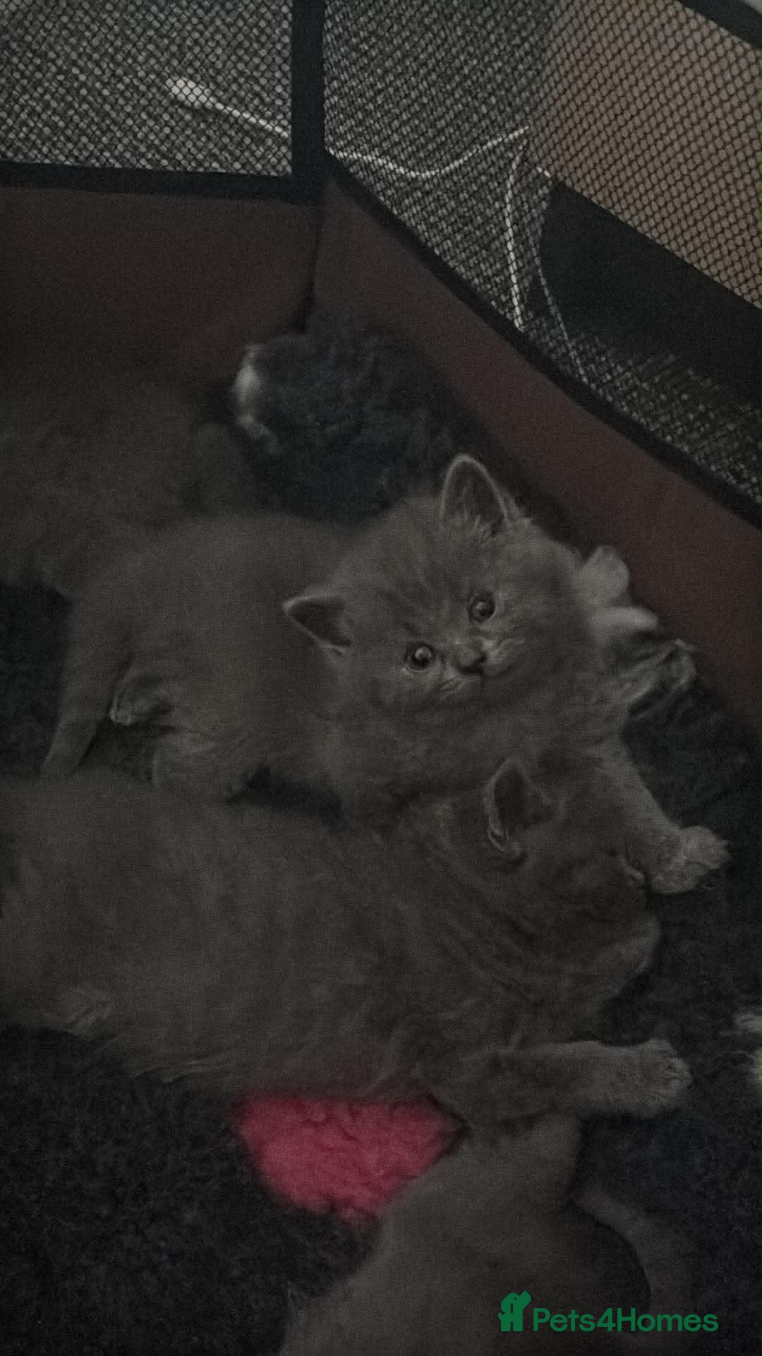 British Shorthair cats British shorthair kitten looking new home ❤️ - Advert 2