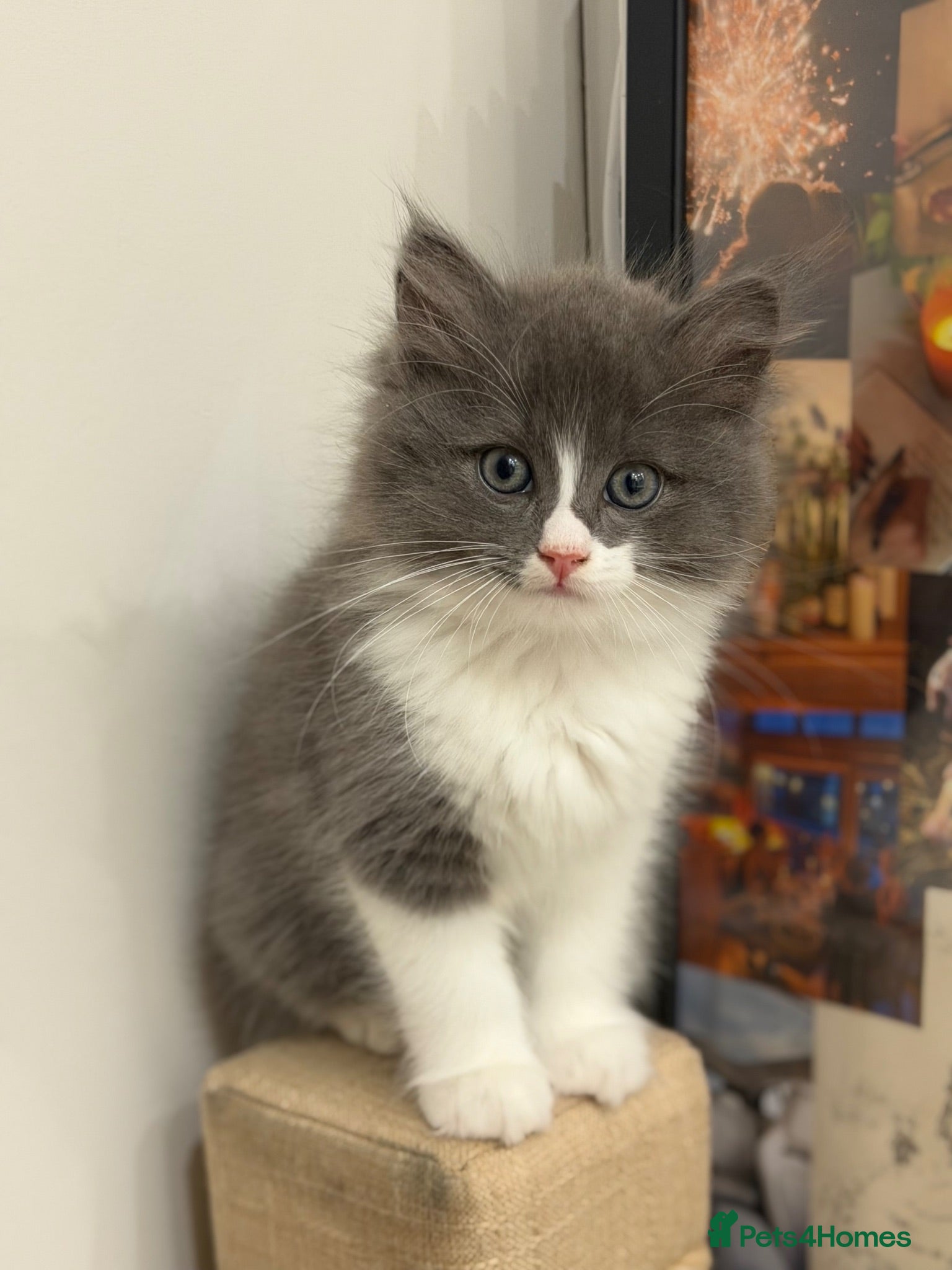 Norwegian Forest Cat cats Norwegian forest cat cross with Persian mixed  - Advert 3