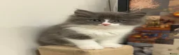 Norwegian Forest Cat cats for sale: Norwegian forest cat cross with Persian mixed  - Advert 1