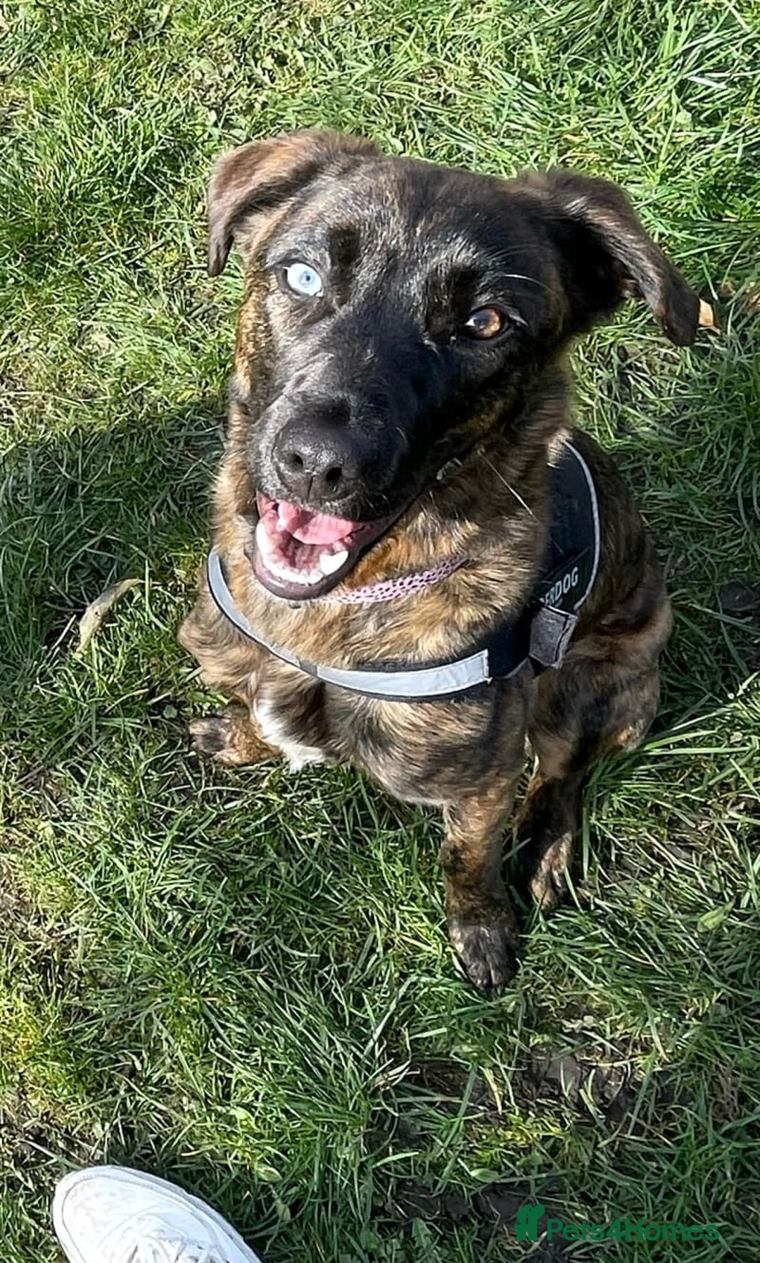 Mixed Breed dogs for sale: 1 year old staffy x husky girl  - Image 1