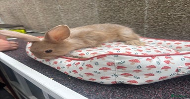 Mixed Breed rabbits - Advert 12