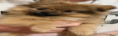 Pomeranian 2