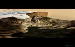 Mixed Breed cats for sale: Beautiful Striped Kittens - 4 Boys - Image 2
