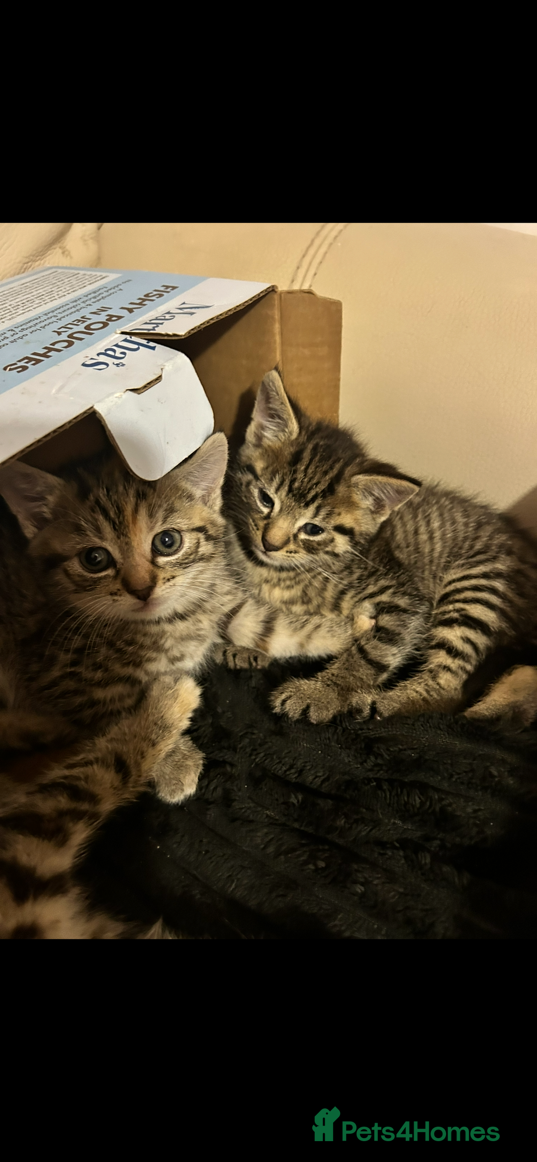 Mixed Breed cats for sale: Beautiful Striped Kittens - 4 Boys - Image 2