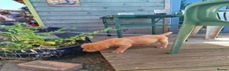 Labrador Retriever dogs for sale: K.C Reg Foxred pups  in Norwich - Advert 9