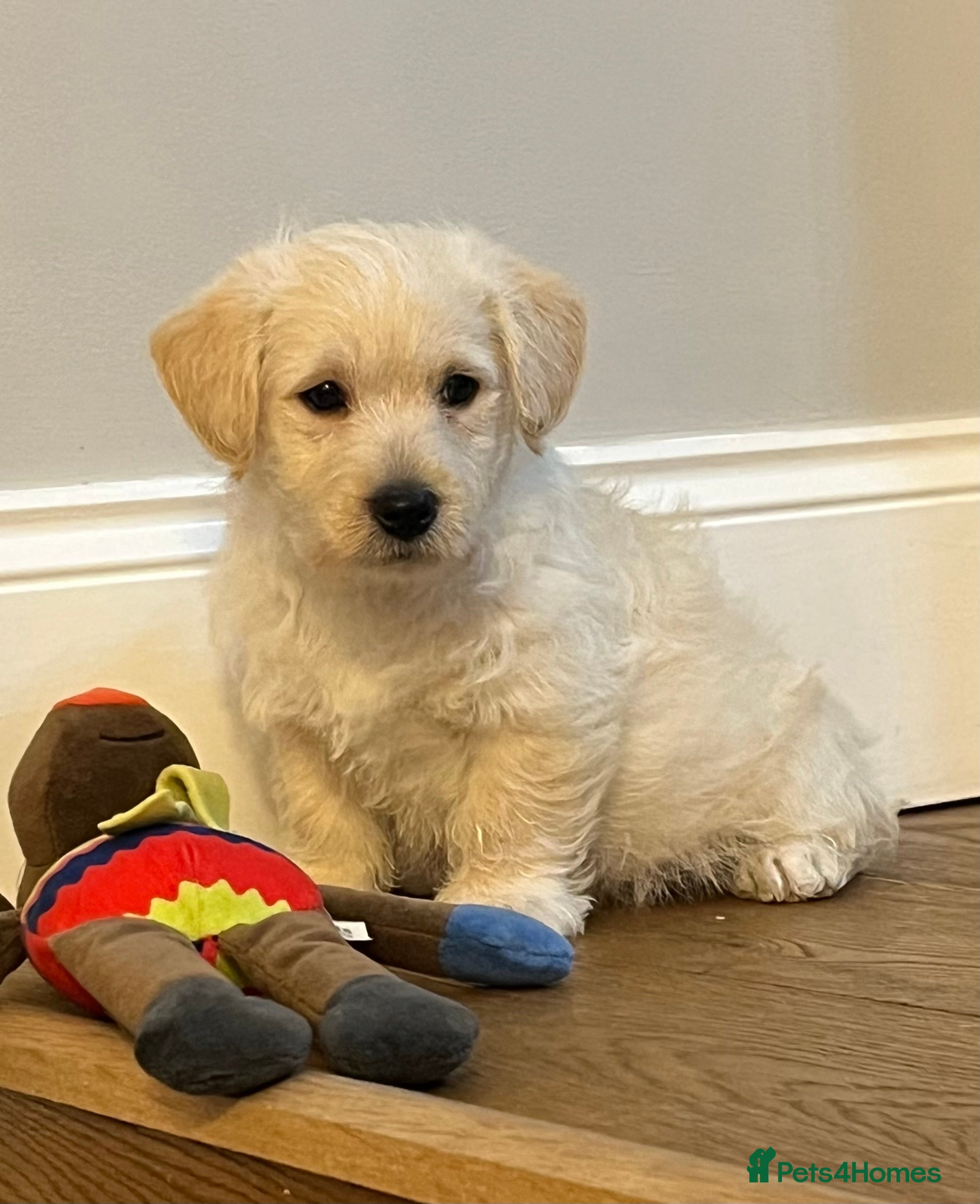 West Highland Terrier dogs Adorable Westiepoo puppy  - Advert 8
