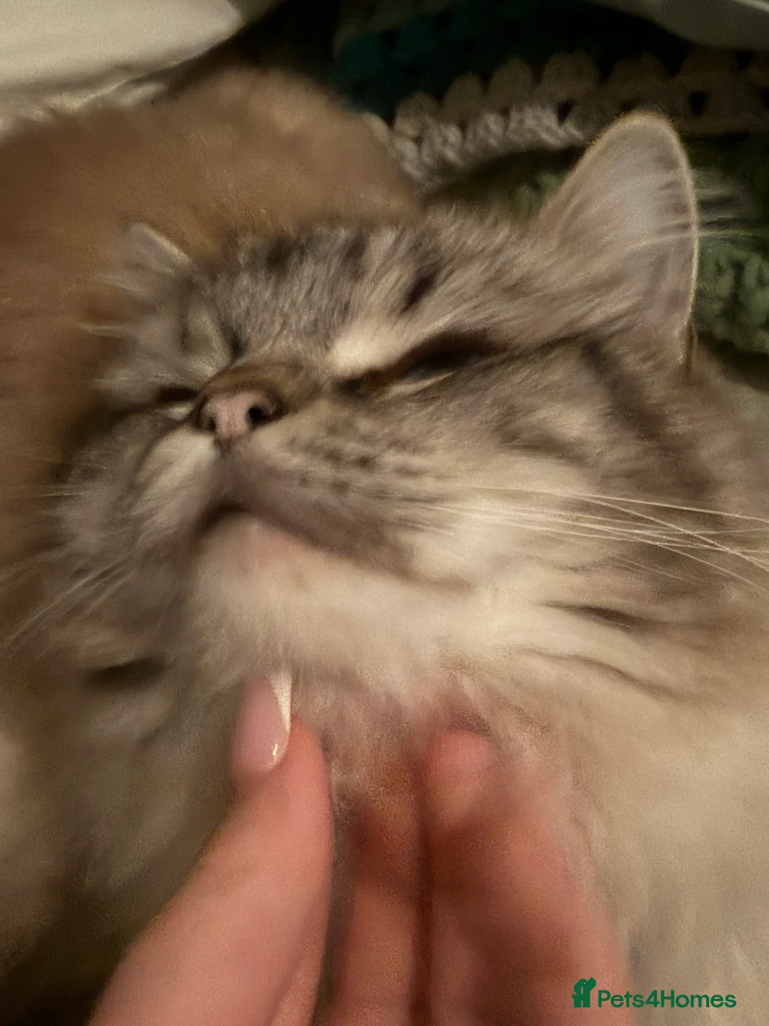 Siberian cats for sale: Beautiful 1 year old Siberian Female  - Advert 4