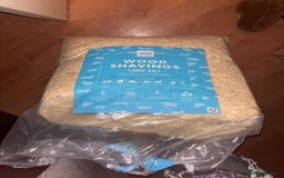 Guinea Pig rodents for sale: 2 Guinea pigs - Advert 6