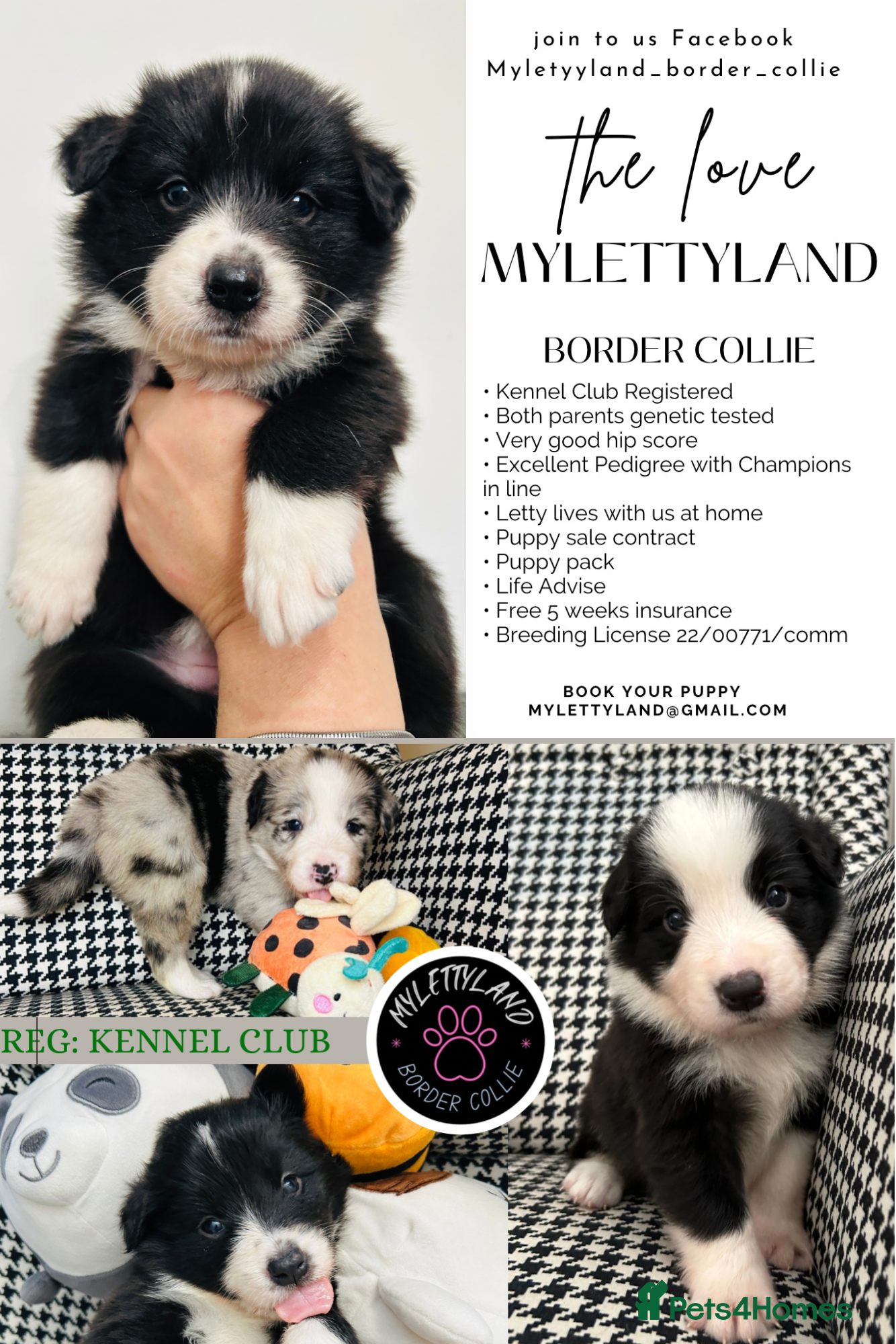 Border Collie dogs 5⭐️breeder KC DNA tested champions border collie  - Advert 1