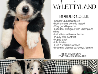 Border Collie dogs 5⭐️breeder KC DNA tested champions border collie - Advert 6