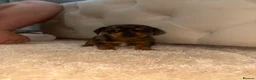 Miniature Dachshund dogs for sale: ✨ KC Lines | Miniature Dachshund Puppies✨ - Advert 10